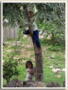 Enfants jouant dans un arbre